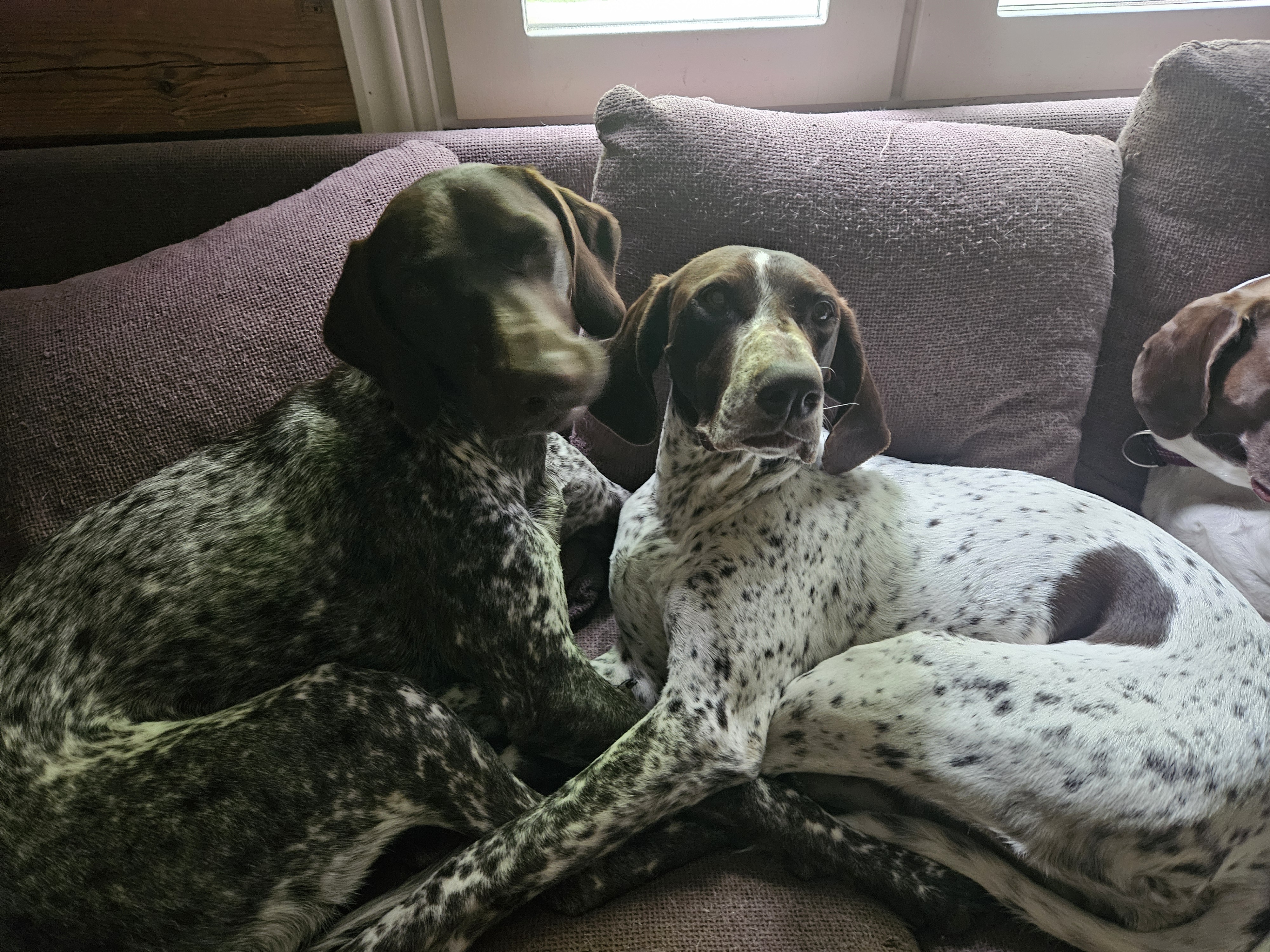 all 3 dogs :3