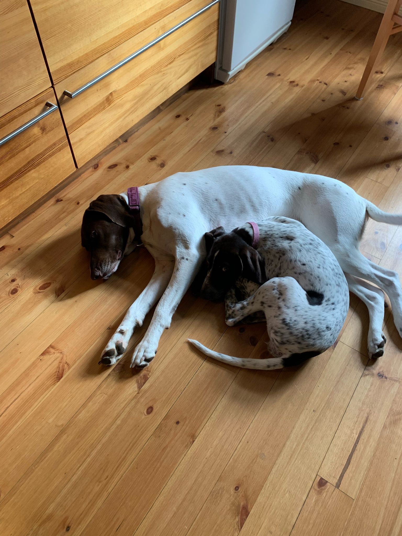 all 3 dogs :3
