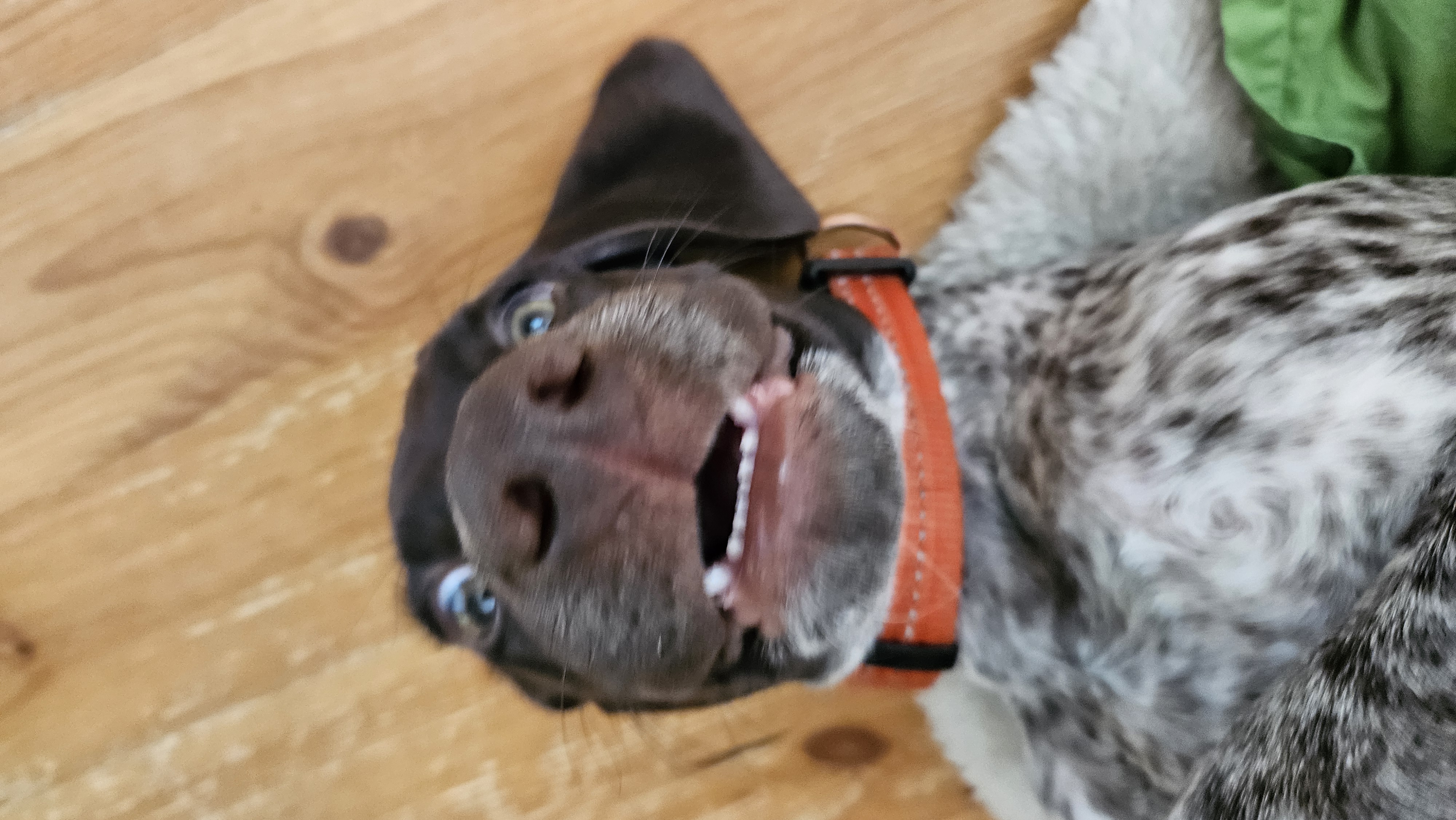 dali
