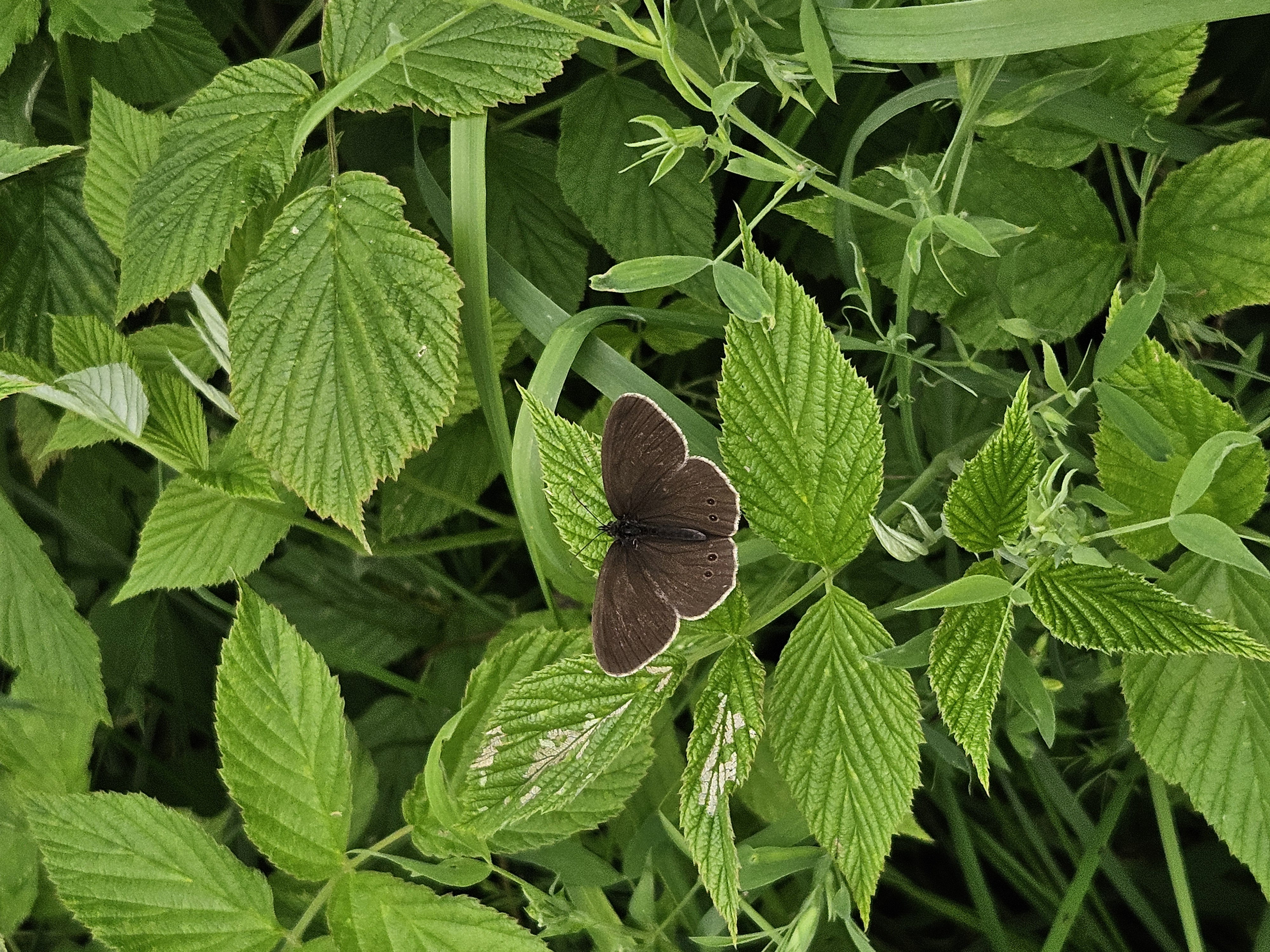 butterfly :3