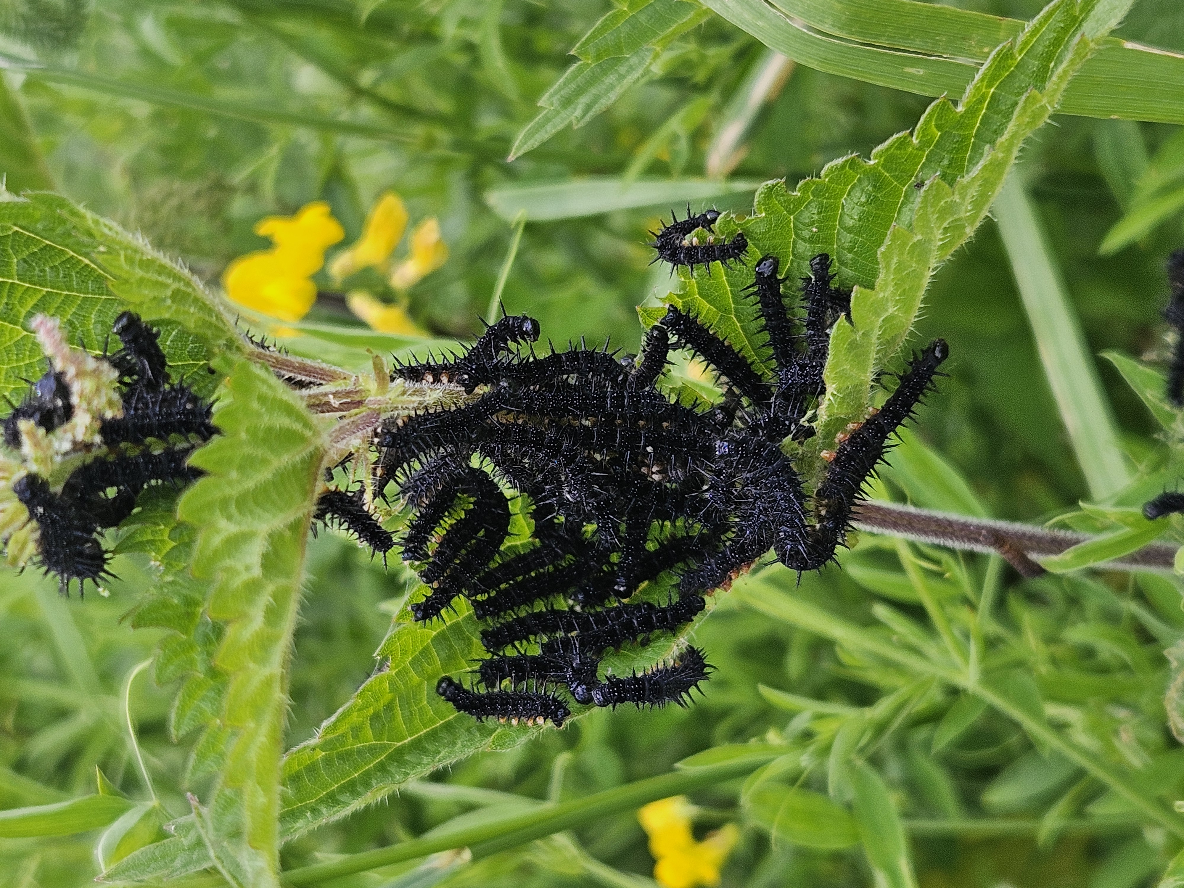 caterpillars