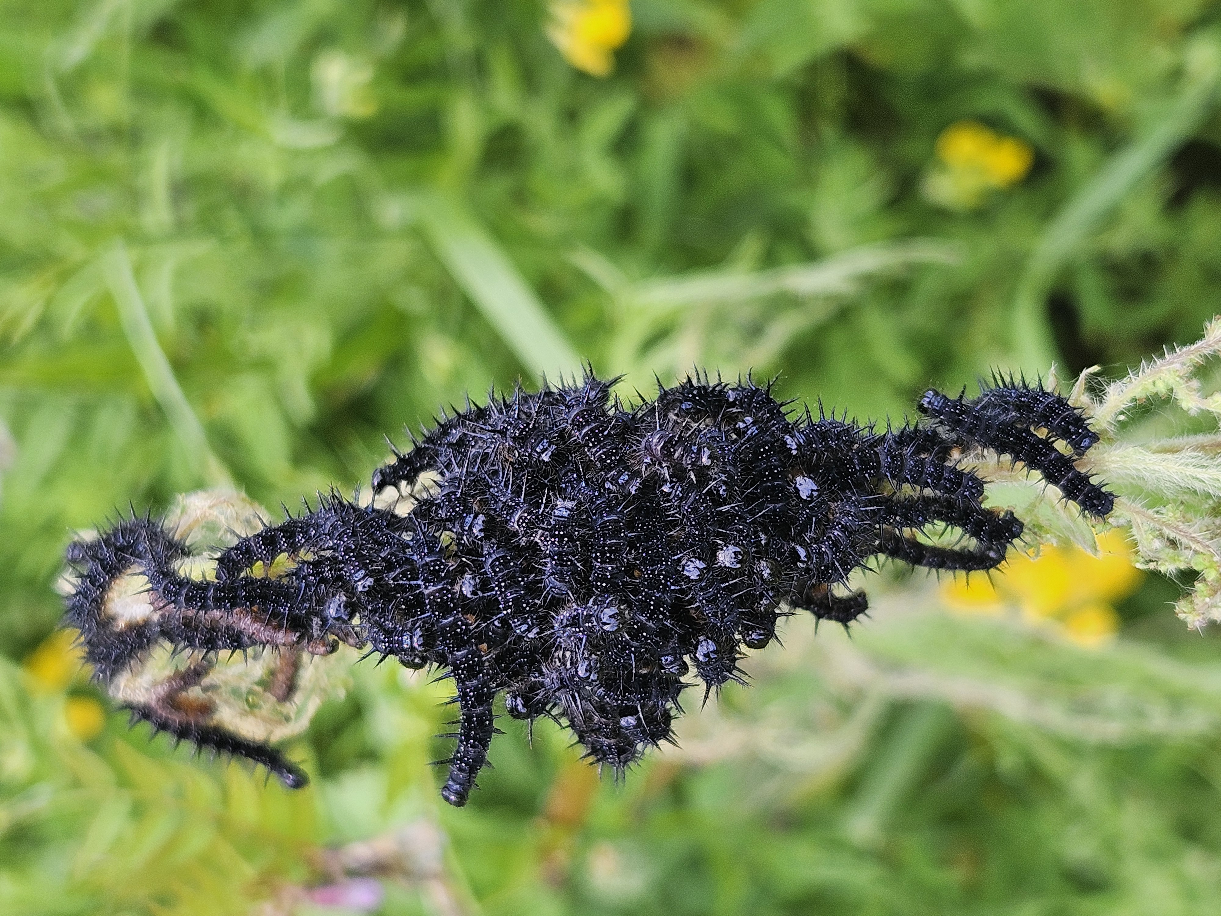 caterpillars