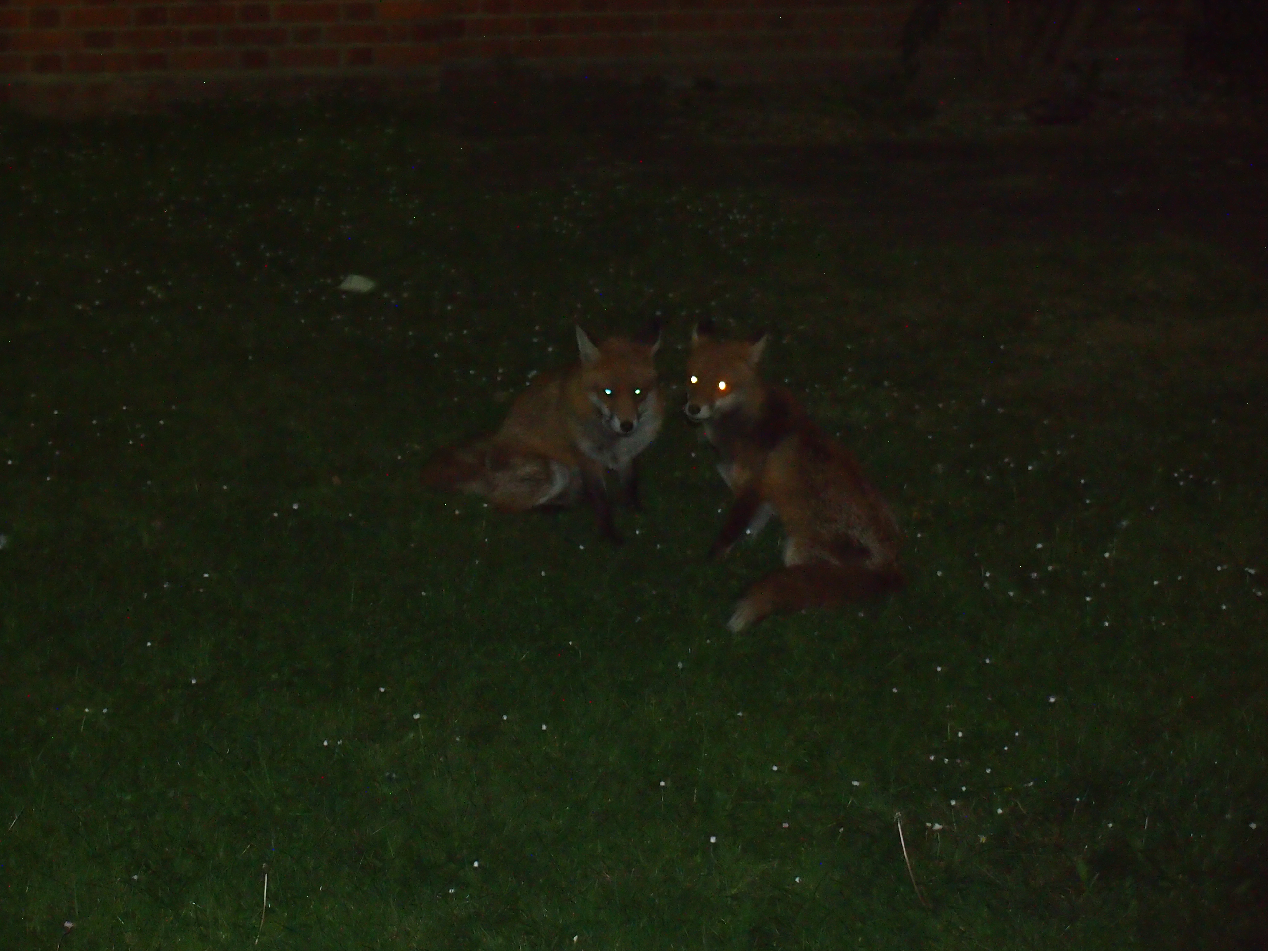 foxes