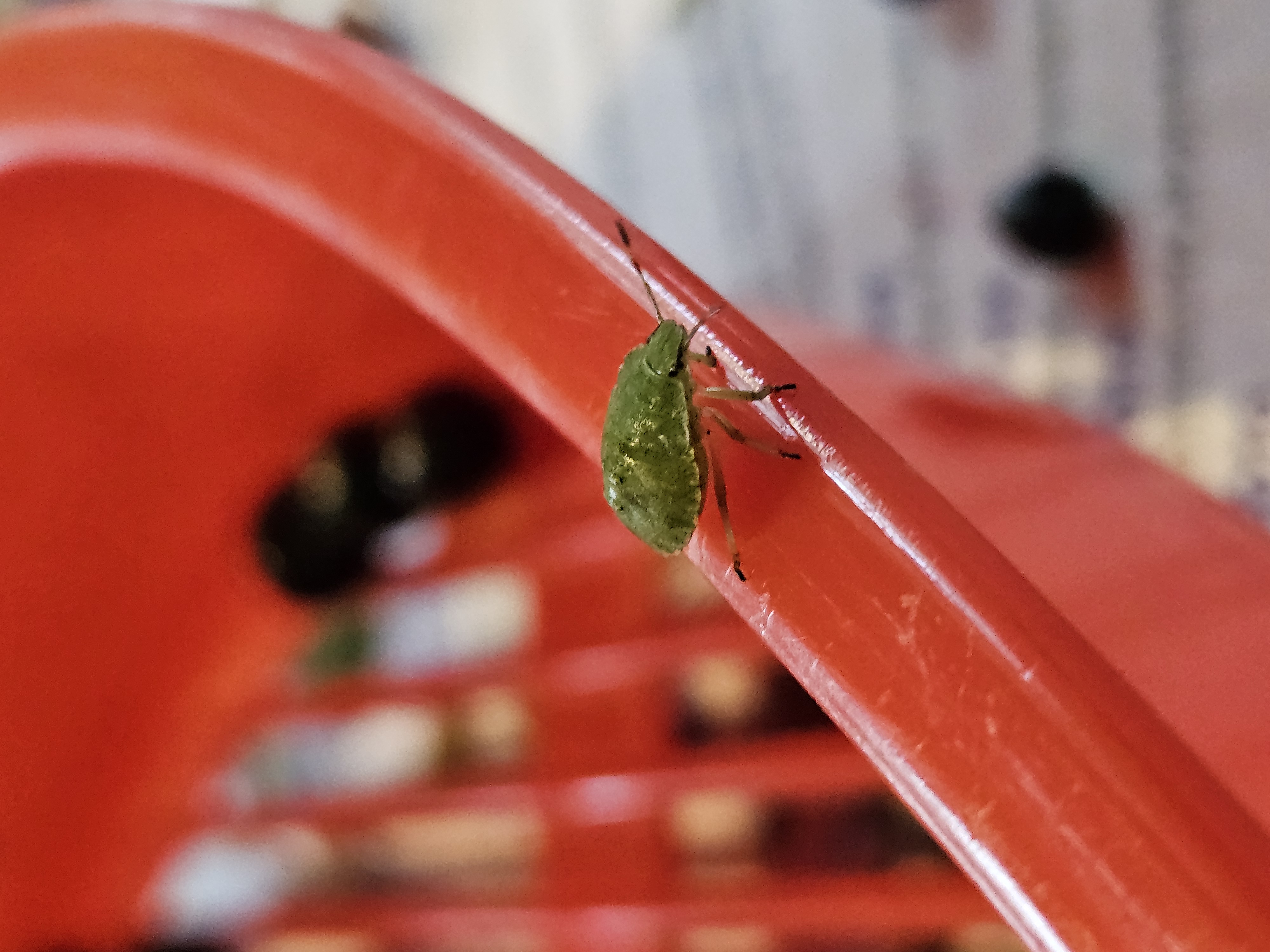 bug!