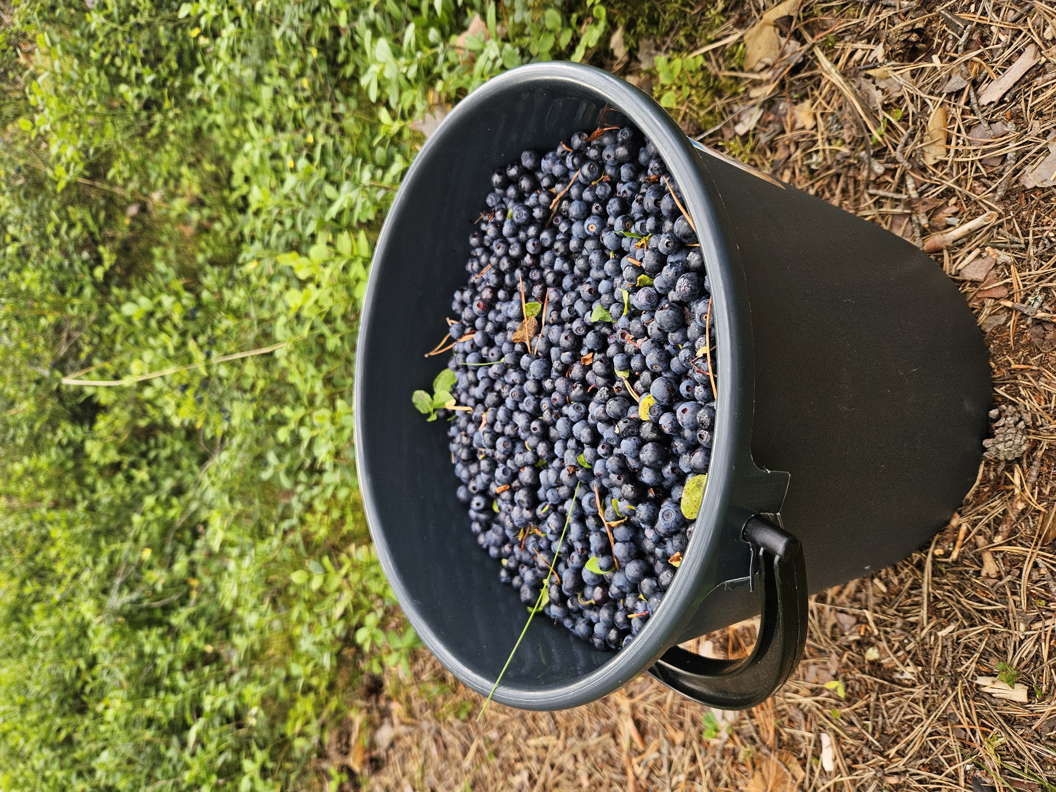 blueberries!