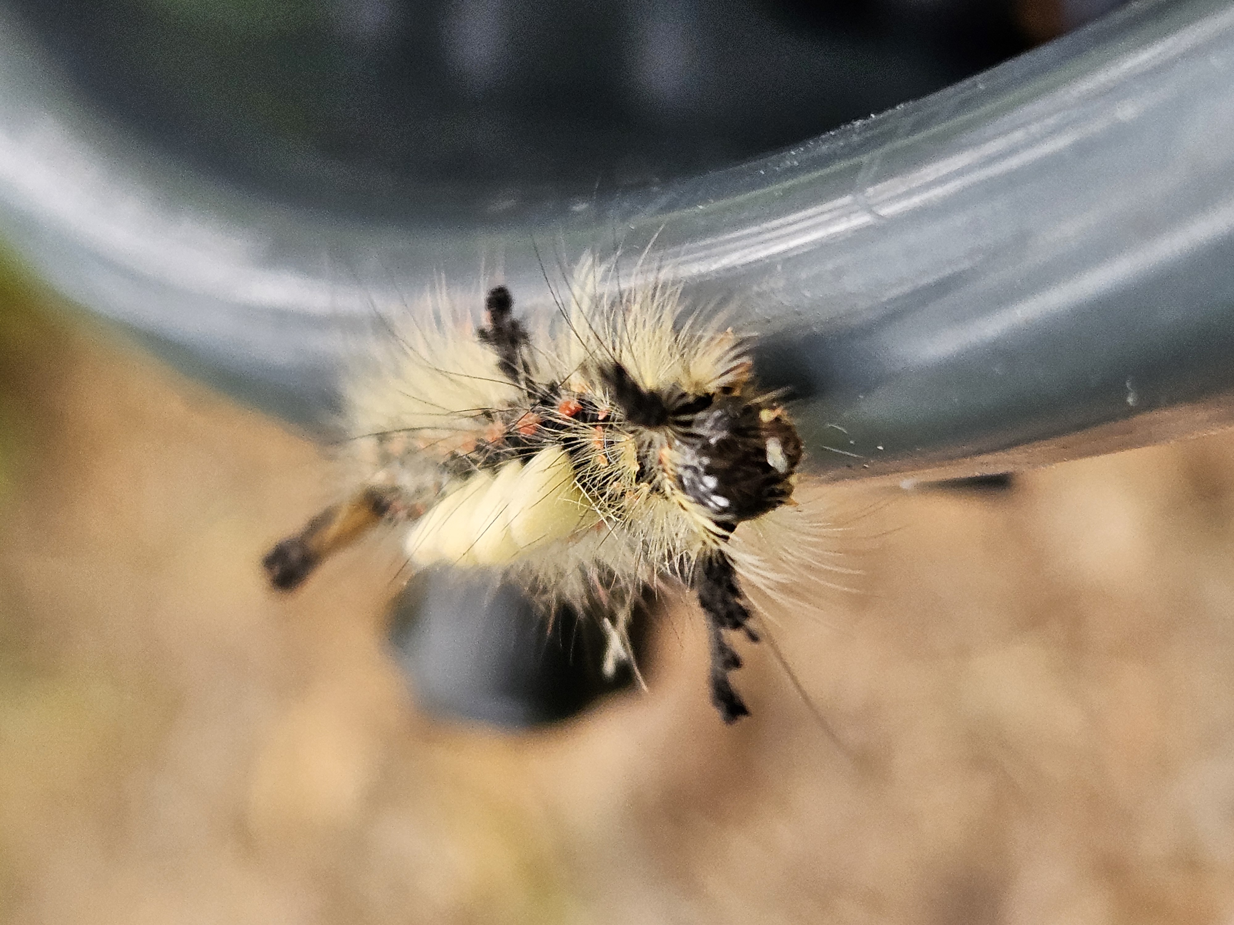 bug
