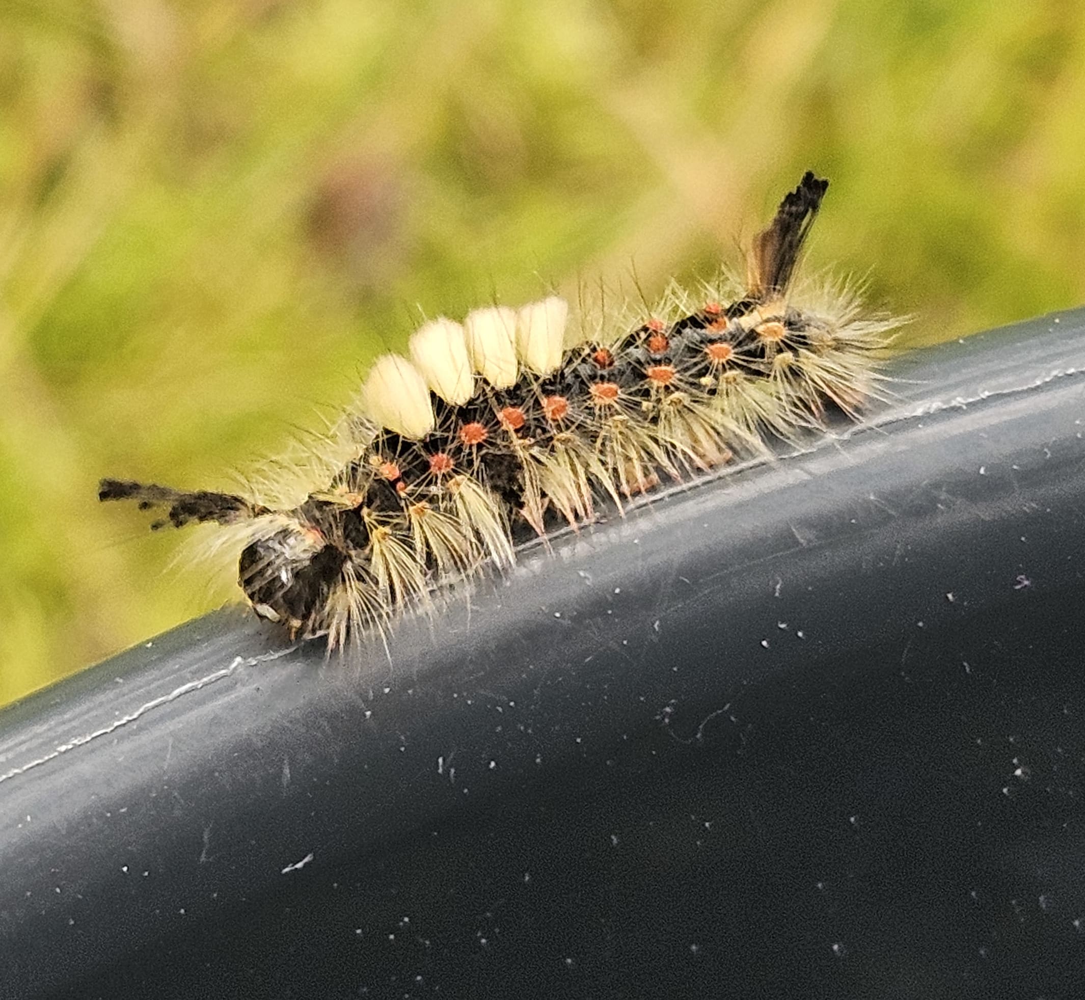 bug!