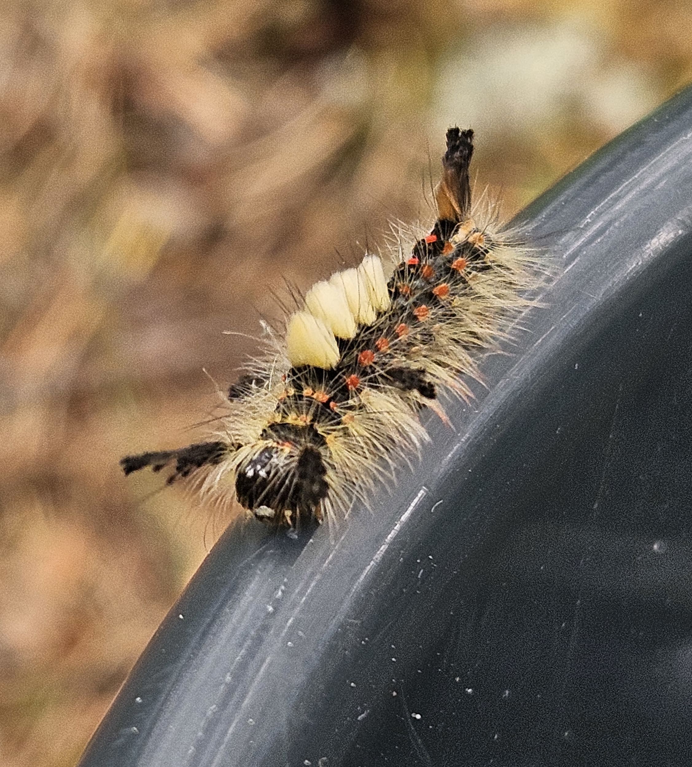 bug
