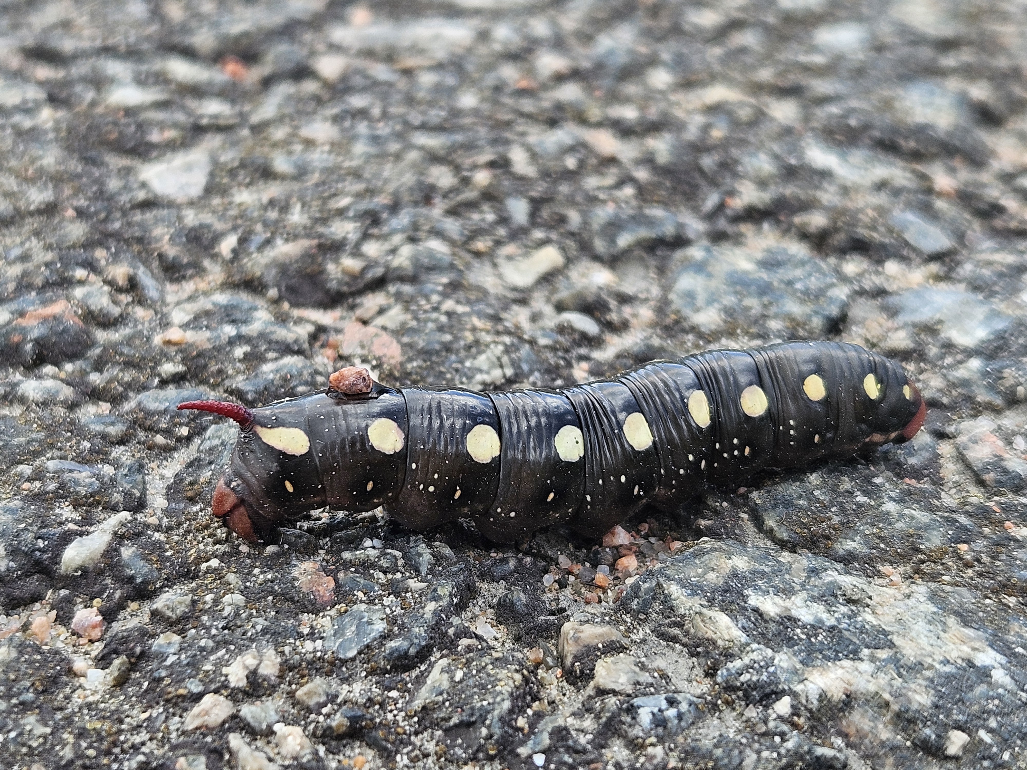 bedstraw hawk-moth or galium sphinx