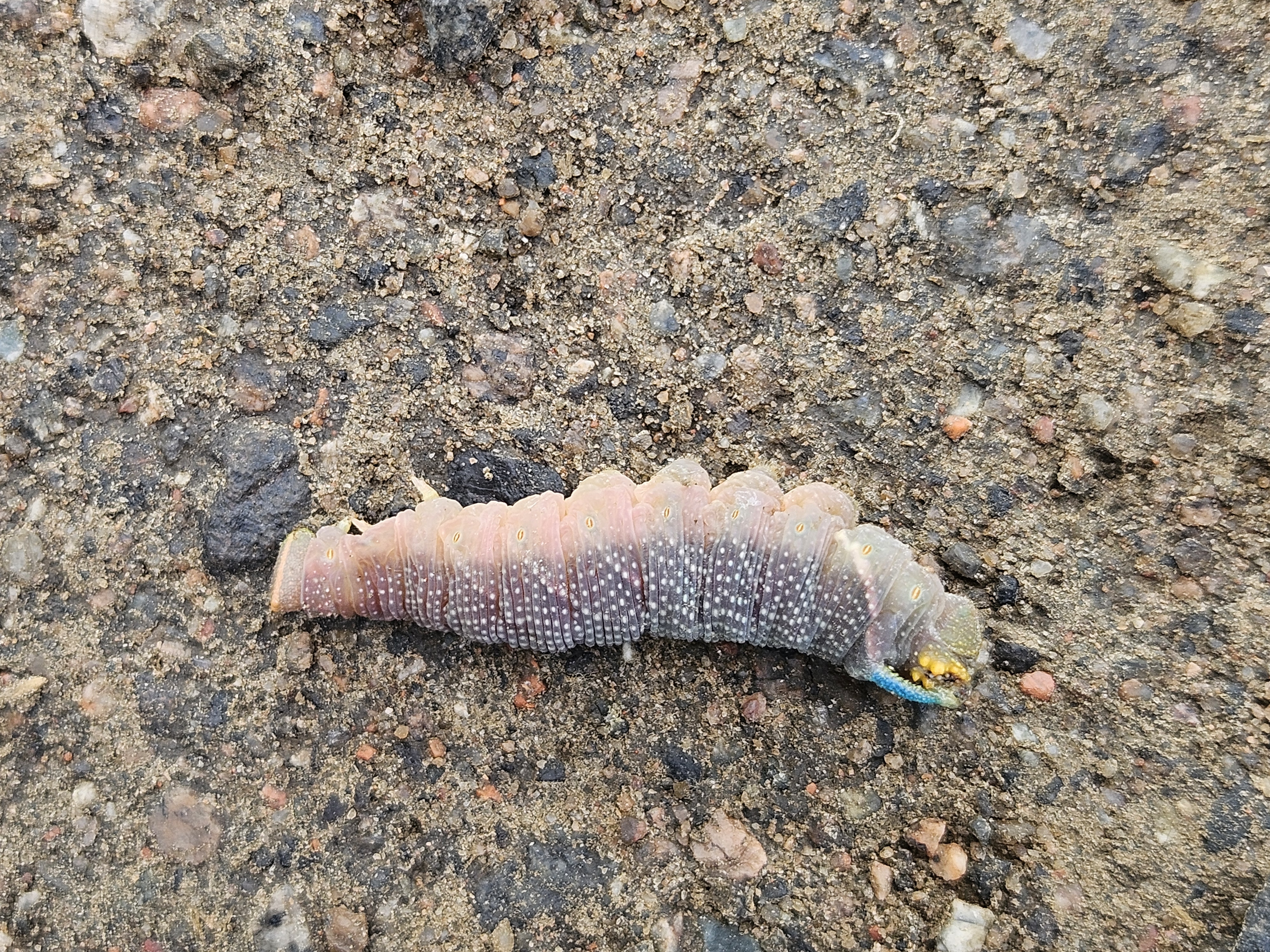 lime hawk-moth