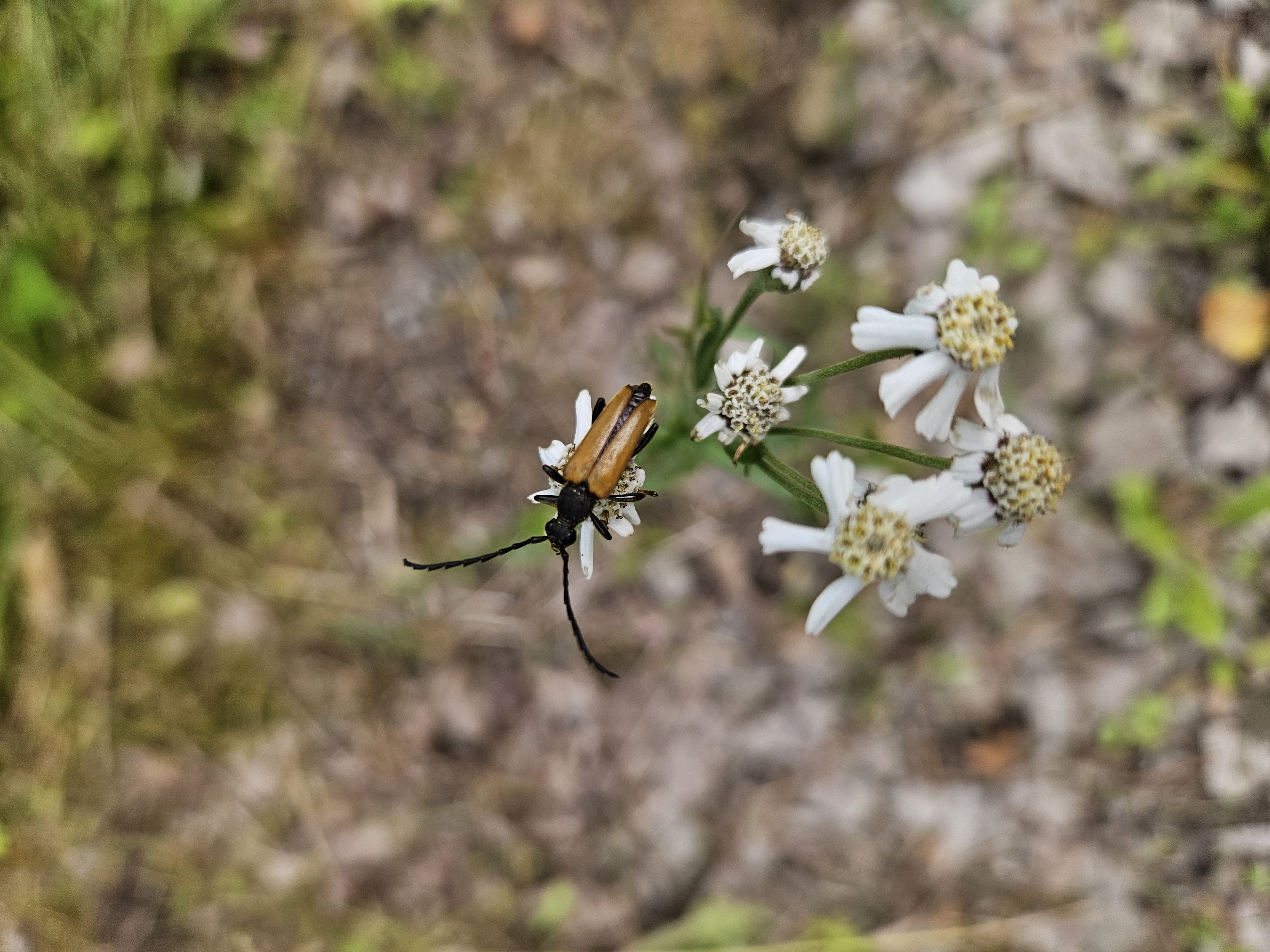 red-brown longhorn beetle