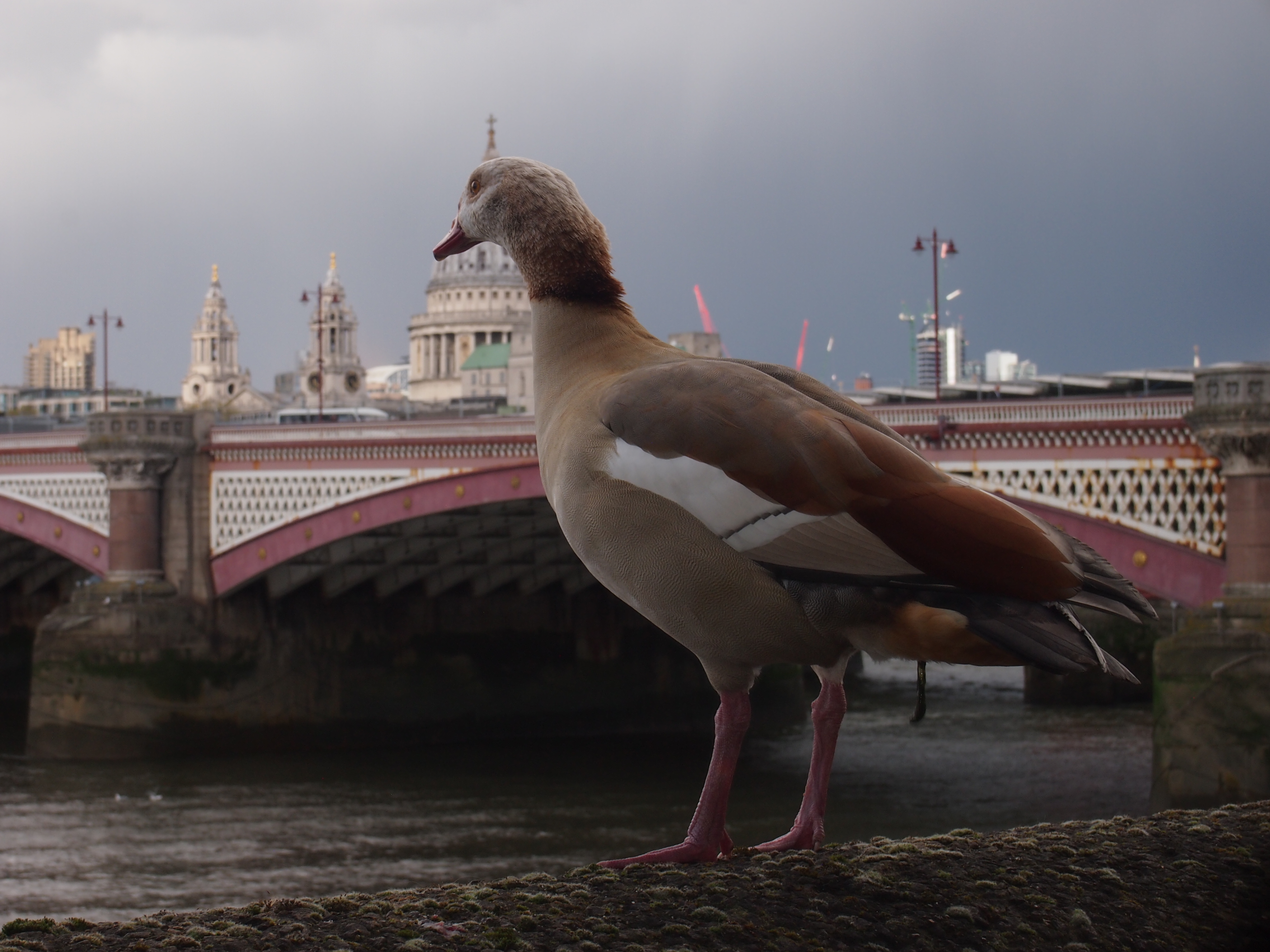 egyptian goose