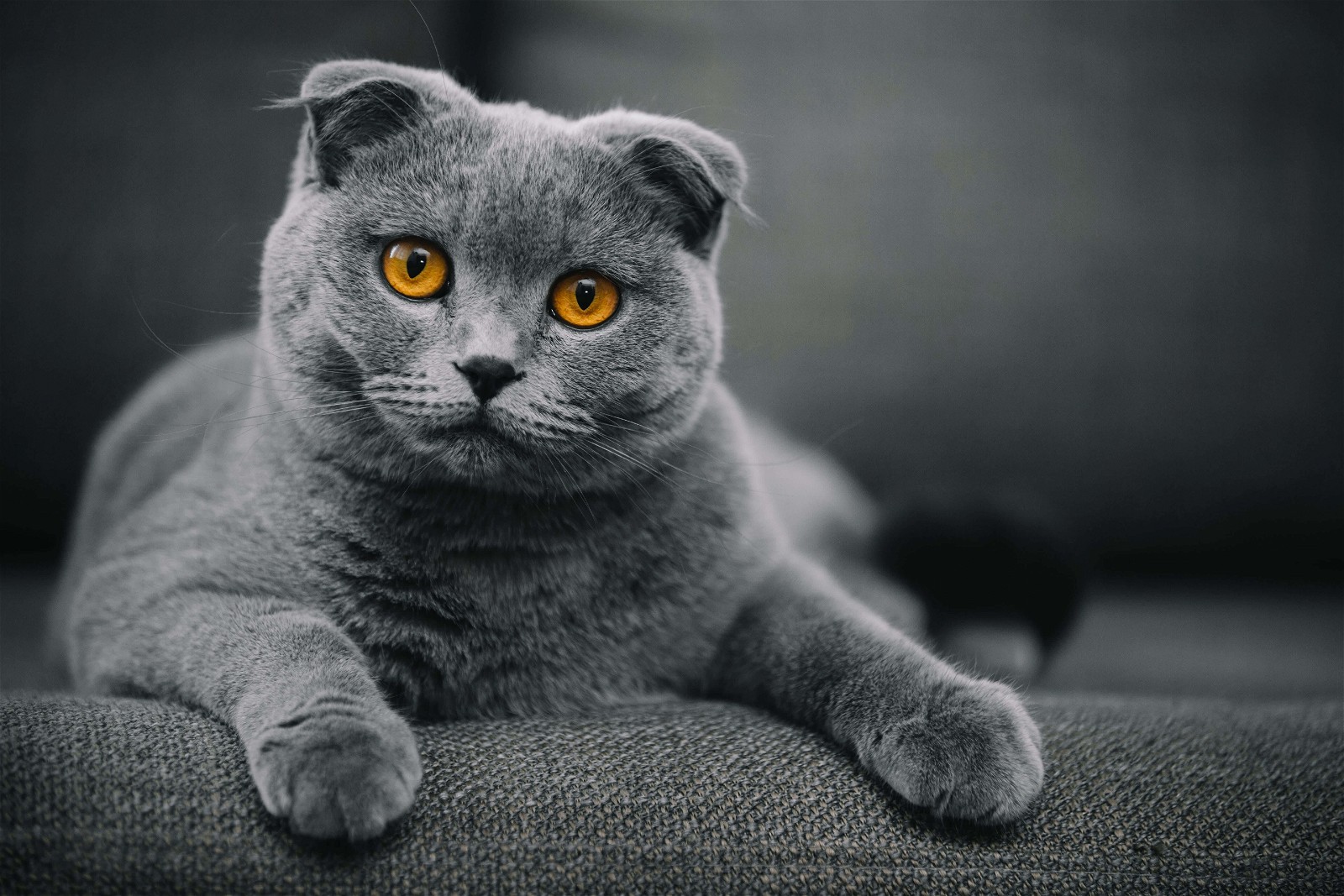 my favourite cat kind (my cat is that)