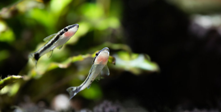 Imágenes de Otocinclus: descubre bancos de fotos, ilustraciones, vectores y vídeos de 596 | Adobe Stock