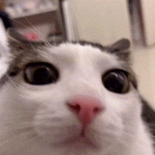 Meow