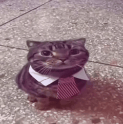 Kitty