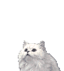 😺