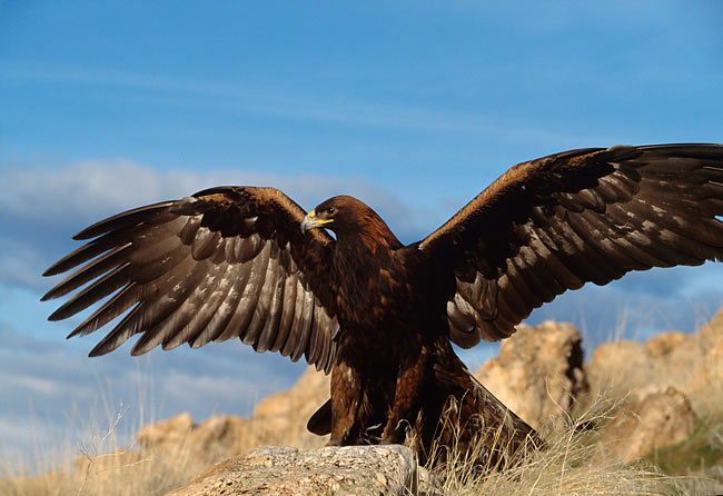 Golden Eagle Spreading Wings On Mountain | Kimballstock