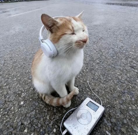 music luvrr