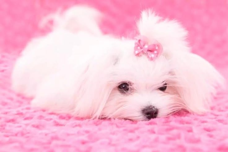 I LVE CHIHUHUAS, i own one. Guess his name! (●ˇ∀ˇ●)