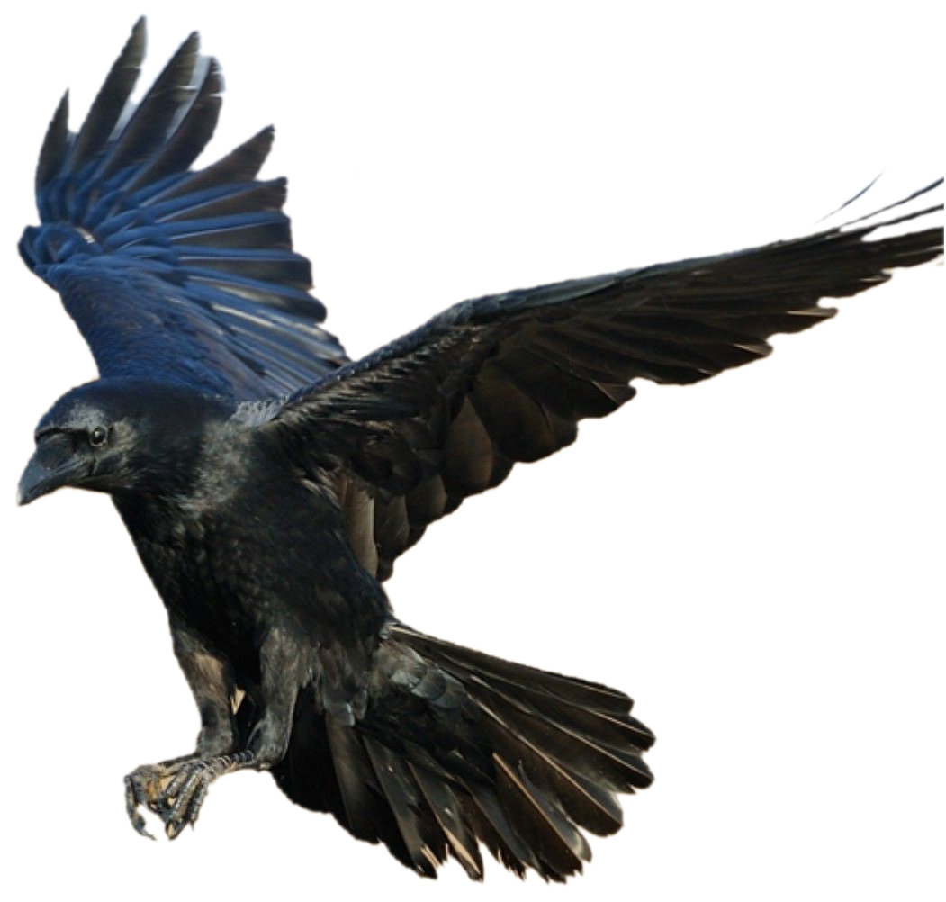Flying-Crow-PNG-Isolated-Photo.png