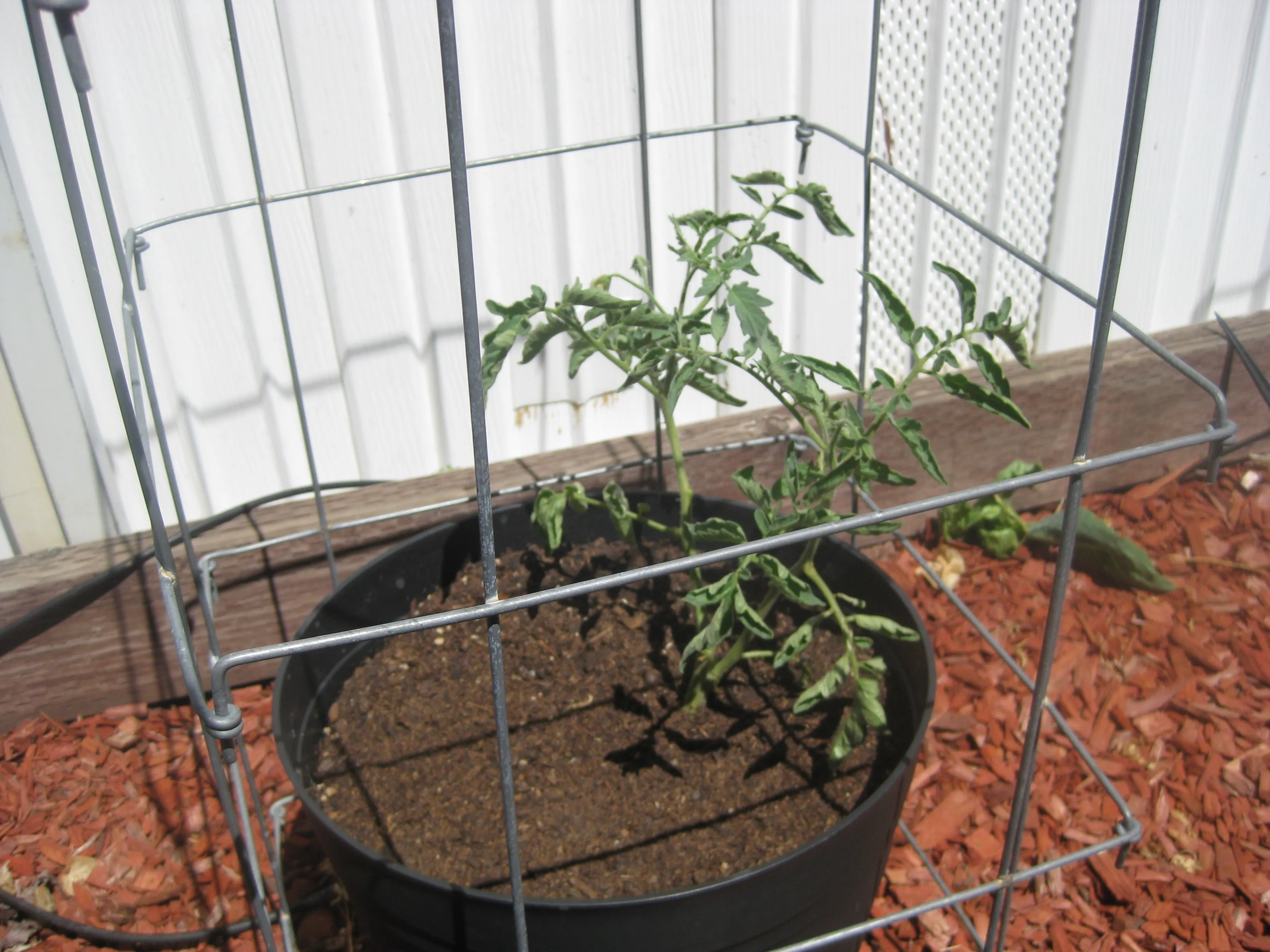 Pineapple Tomato plant