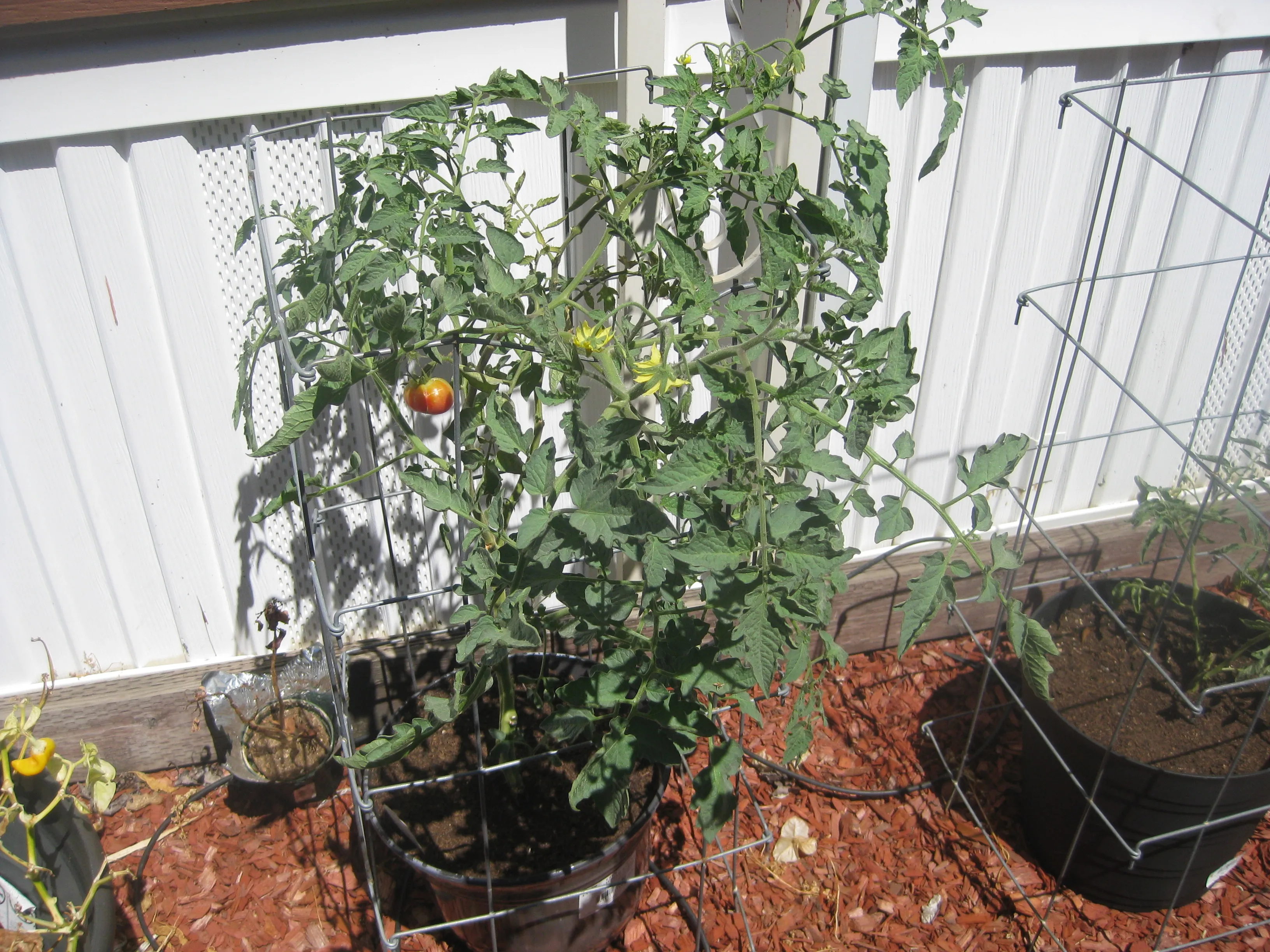 Zapotec Oaxacan Ribbed Tomato plant