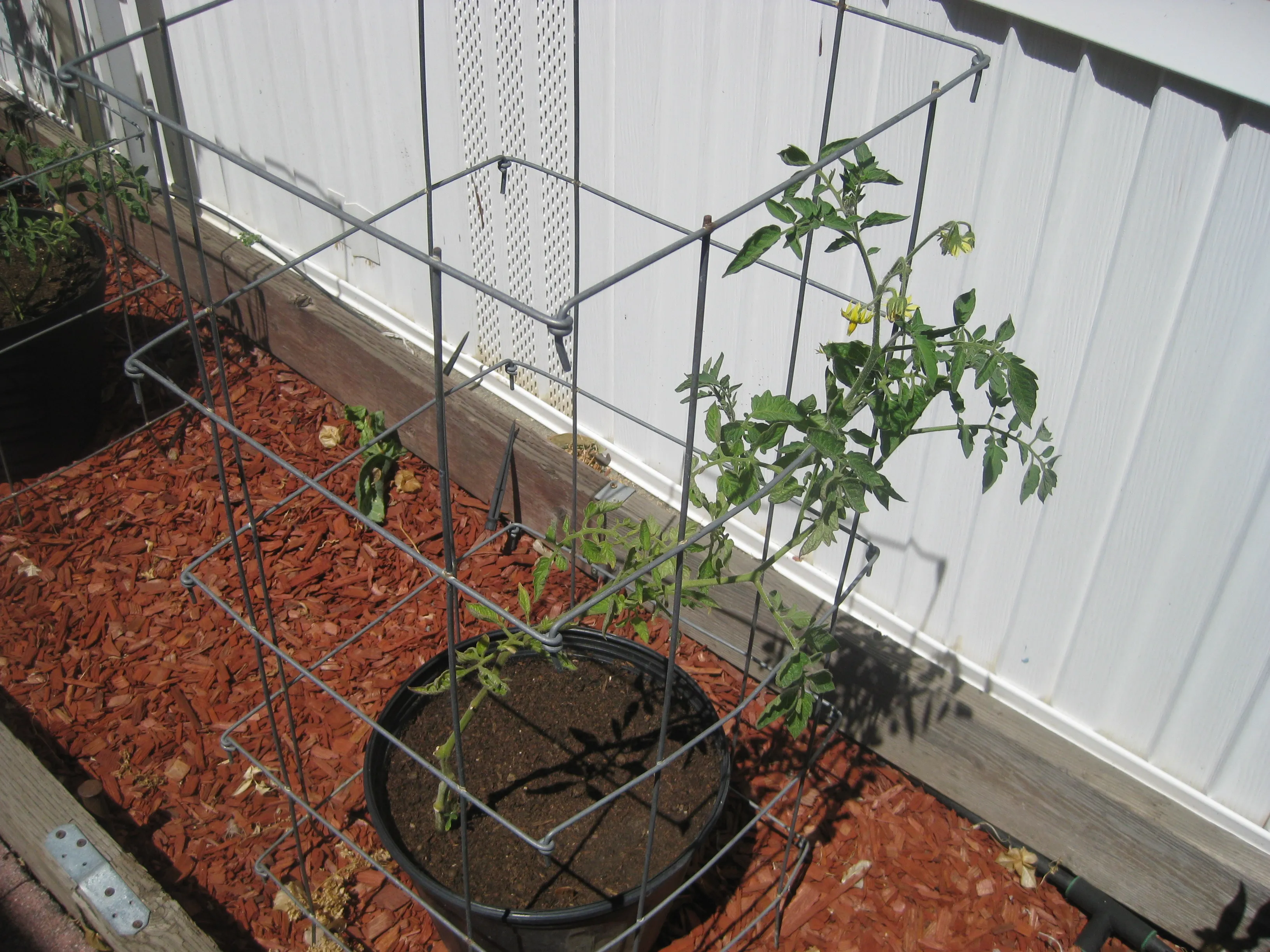 Alice's Dream Tomato plant