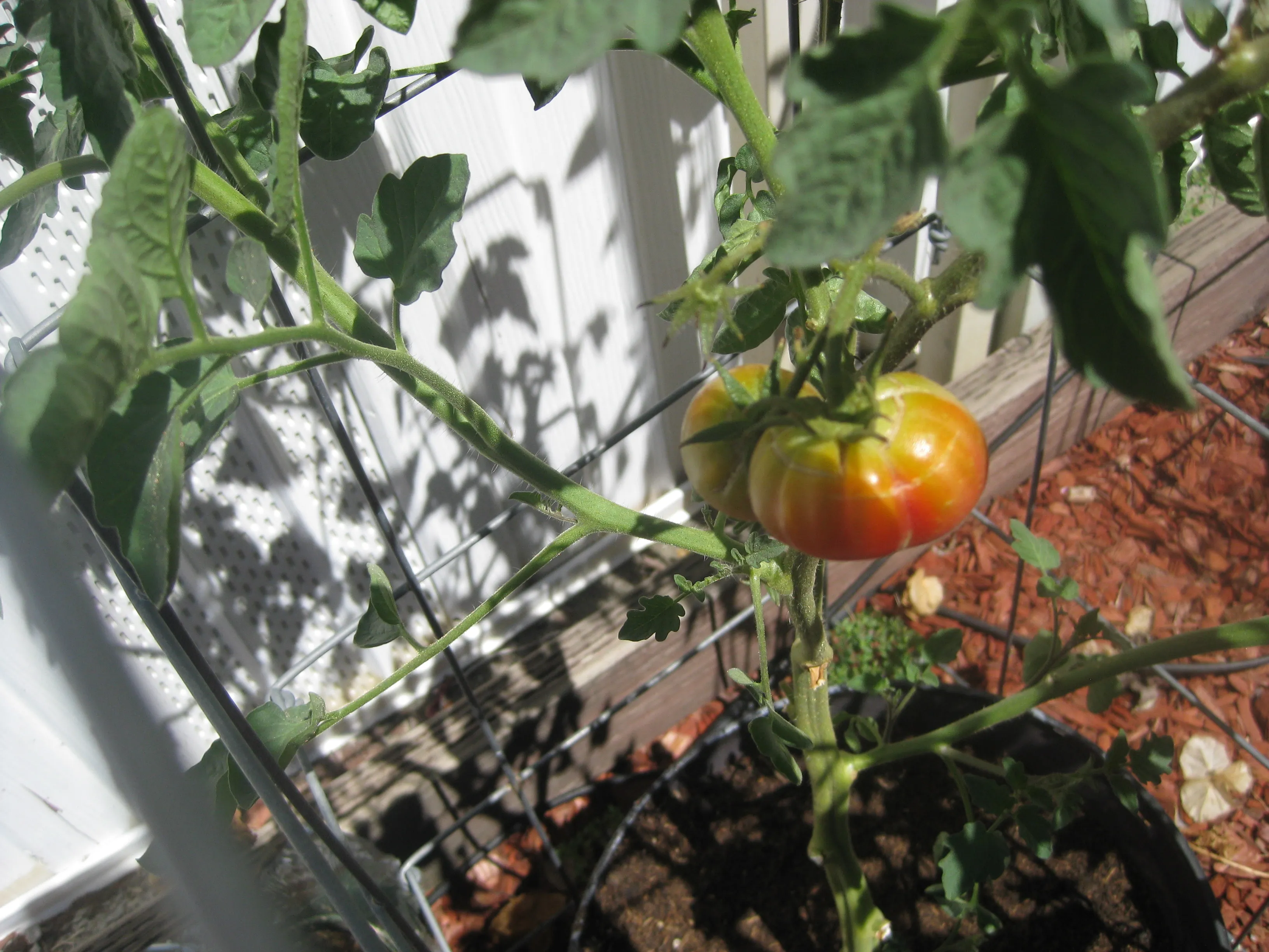 Two Small Z.O. Ribbed tomatoes