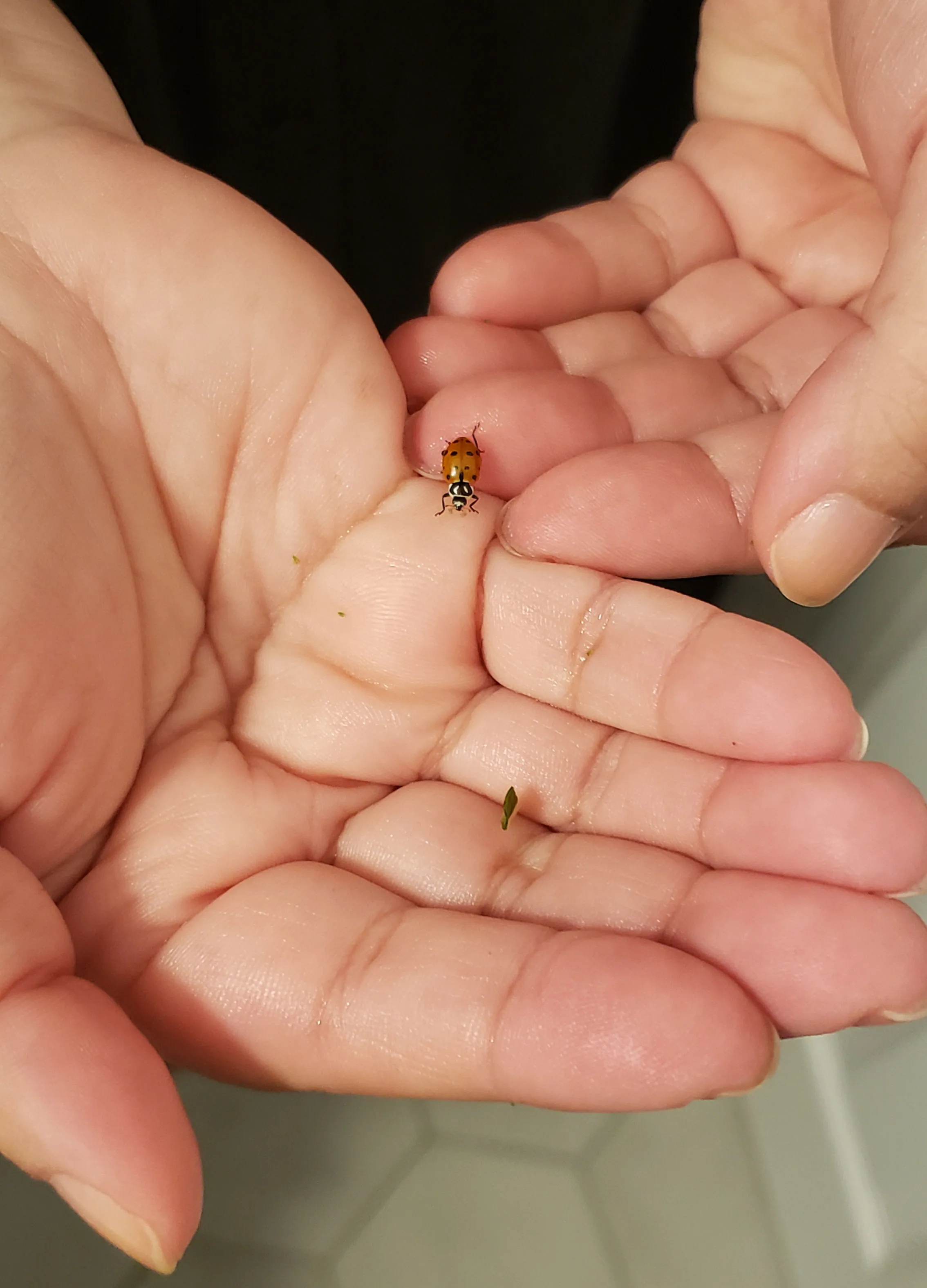 Ladybug Friend