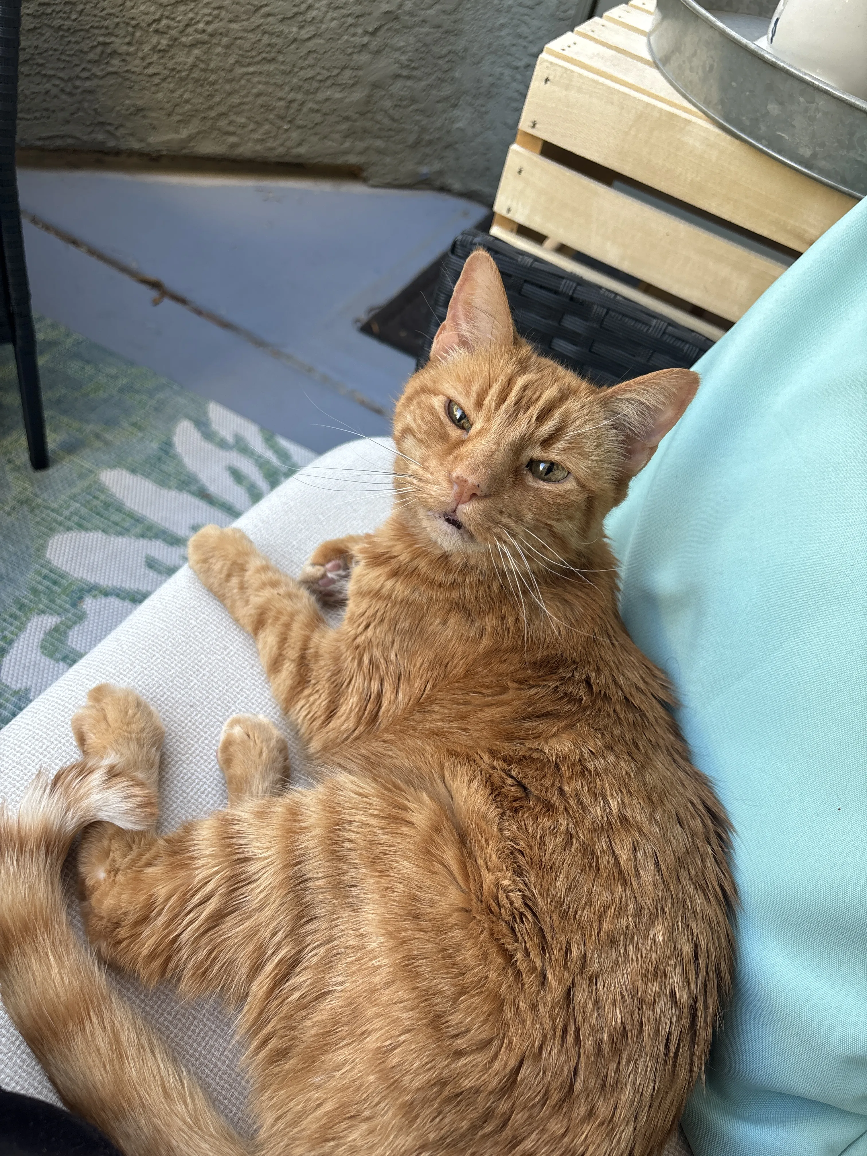 an orange tabby cat looking at the camera while laying on an outdoor couch