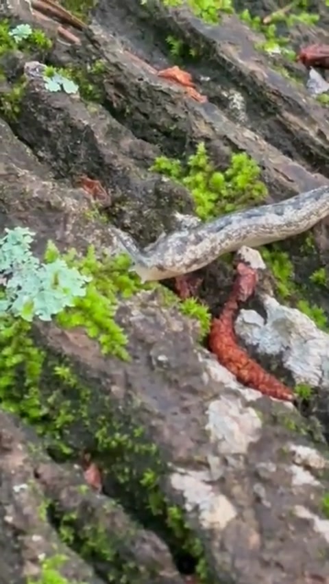 Peaceful slug [EPISODE ONE]