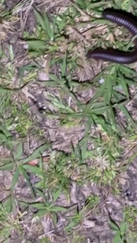 Millipede time! (Ignore the audio)