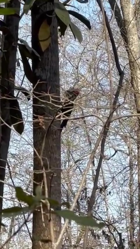 Pileated woodpecker!