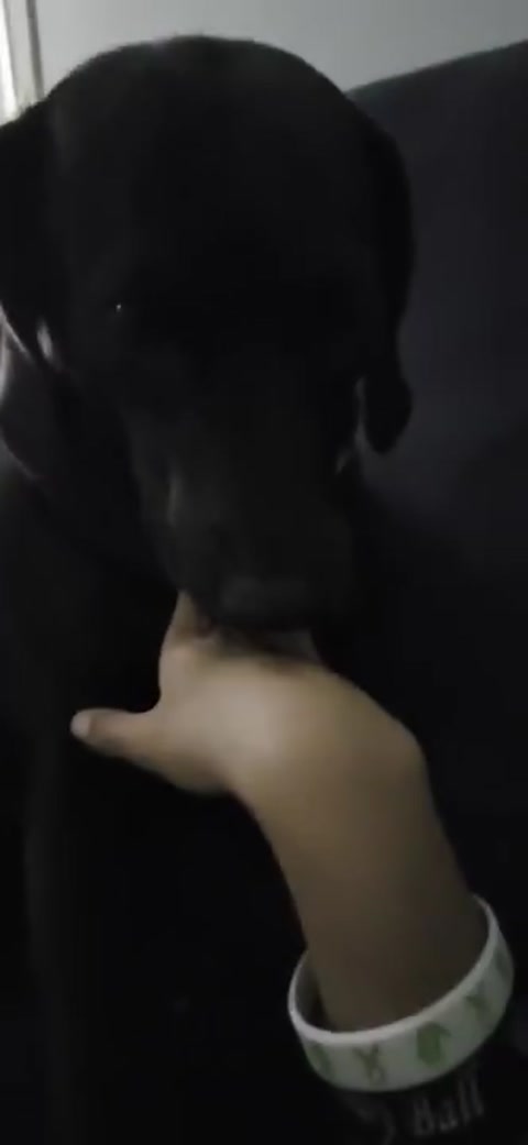 this is my dog big fat >_<