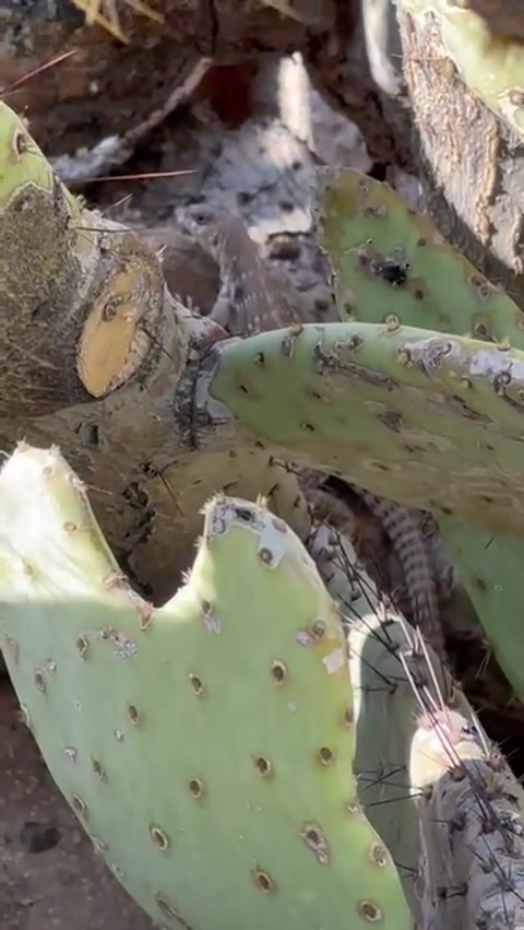 DESERT IGUANA!!!