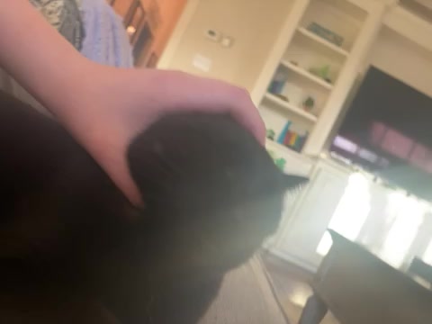 Cat video… burger glitches…