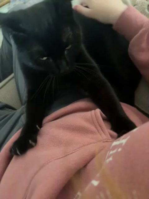 Kitty video.. bakery worker…