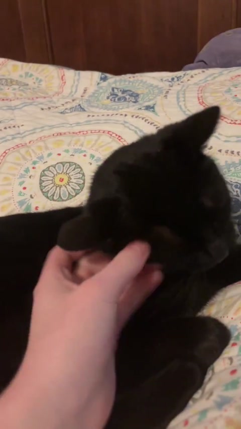Kitten glitch!!! She was only a few months old in this vid (: