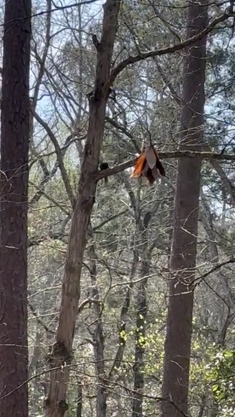 Black southern fox squirrel!!