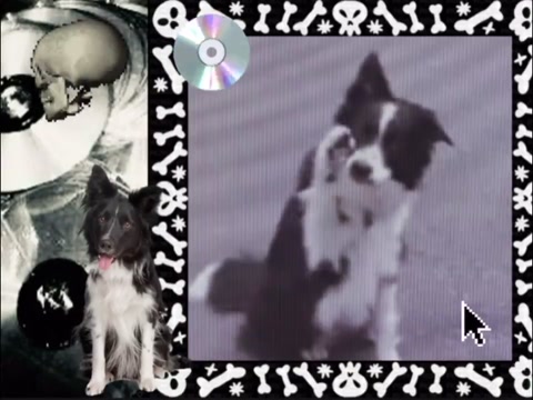 Border collie edit!