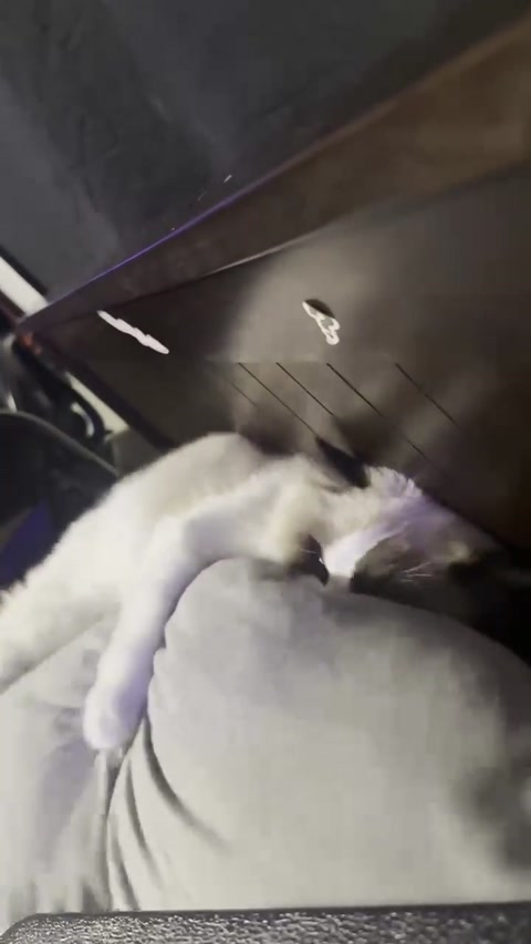 My cat being EVIL