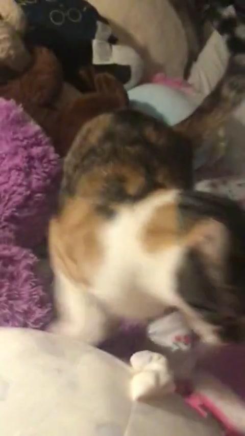My fav cat
