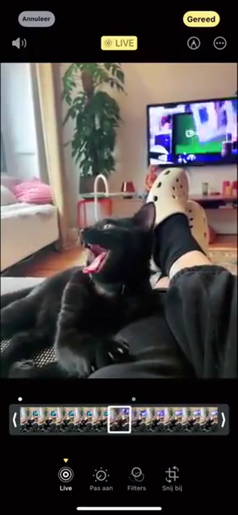 Cat Sings SOAD