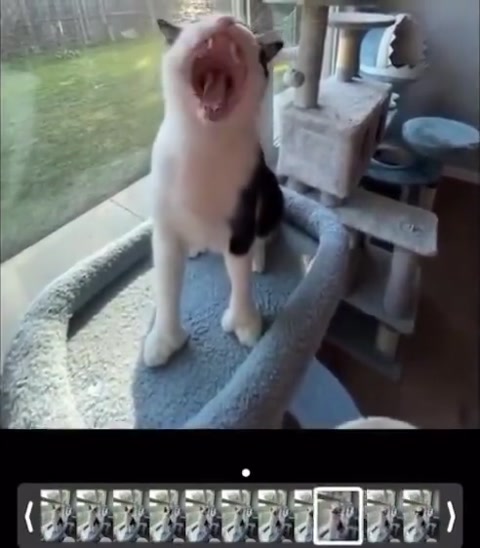 Metal Screamin Cat