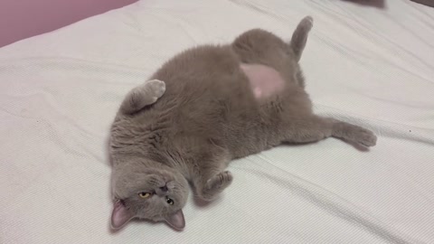 Gatorento