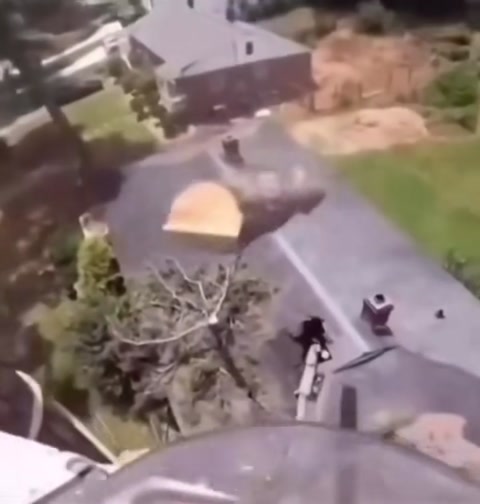 Professional Tree Trimming