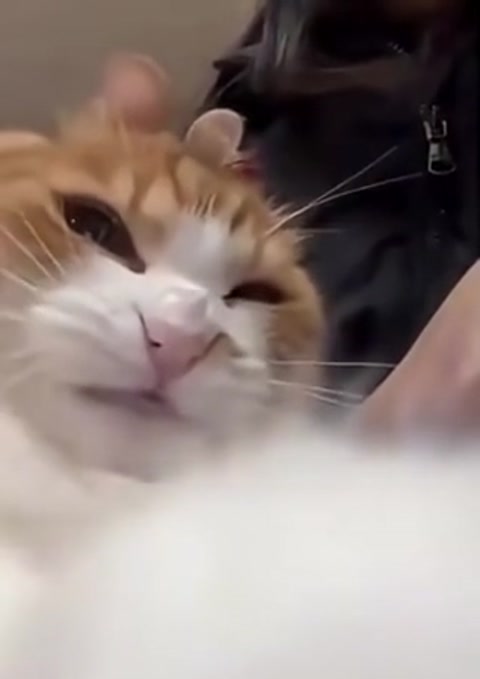 Crazy Cat Compilation
