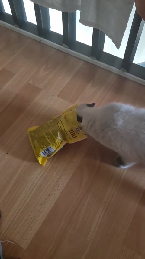 cat putting his head inside the pack of treats
