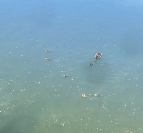 Baby ducks